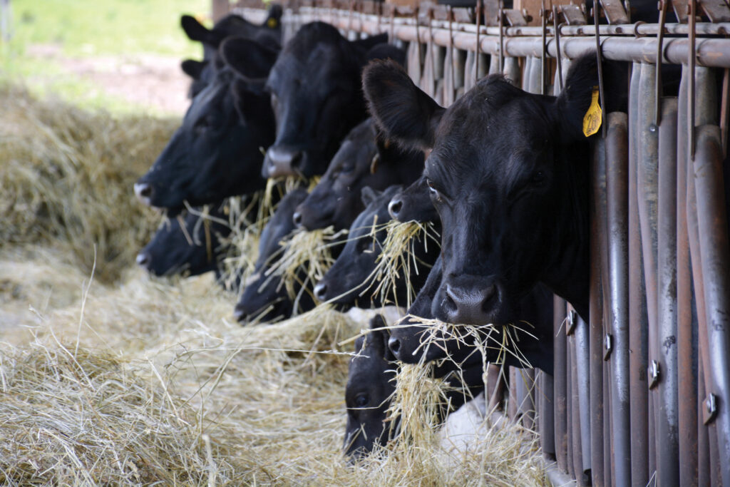 2023 Conservation Farmer of the Year – John D. Kitz – The Kitz Farm