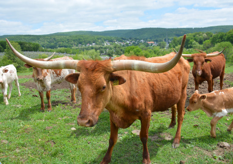 2015 Conservation Farmer of the Year – Mike and Ina Bazley