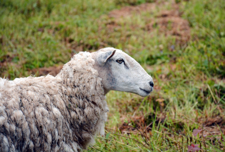 2017 Conservation Farmer of the Year – John and Suki Jamison