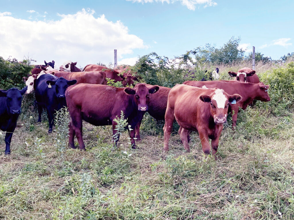 2021 Conservation Farmer of the Year – The John Starr Family – Starr Valley Farms