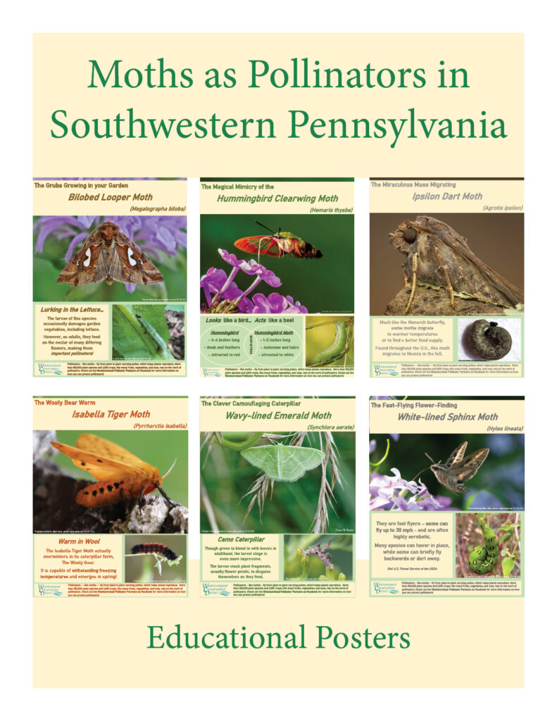 Moths as Pollinators in SW PA