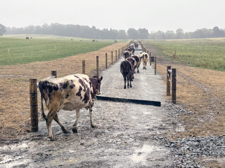 Frescura Farm Grazing System Project